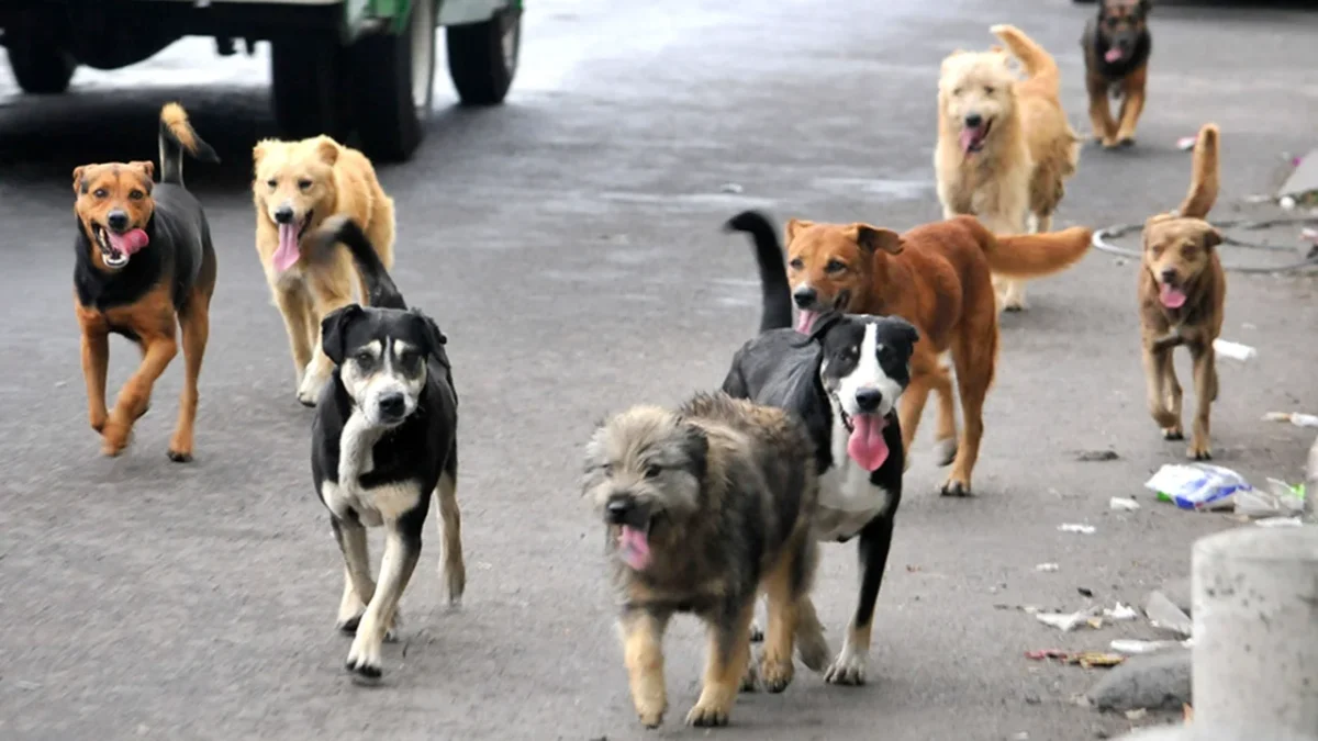 Vecinos de Mitla denuncian el envenenamiento de perros callejeros y con hogar, un problema que ha generado indignación comunitaria.