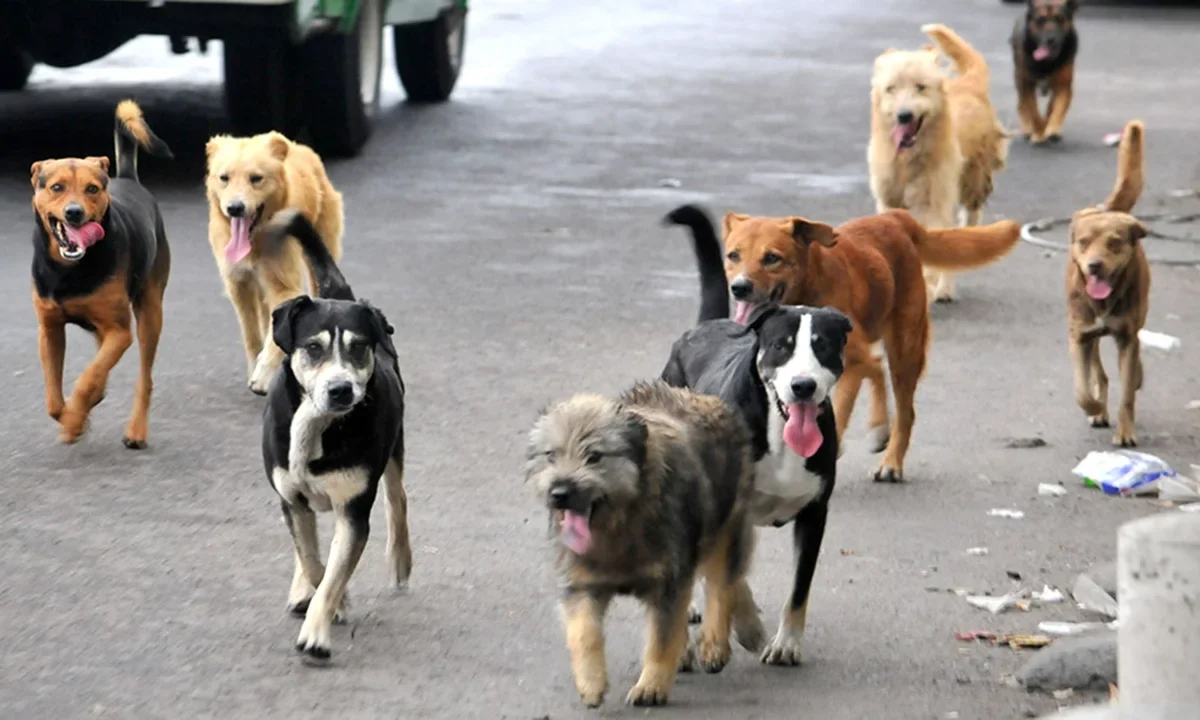 Vecinos de Mitla denuncian el envenenamiento de perros callejeros y con hogar, un problema que ha generado indignación comunitaria.