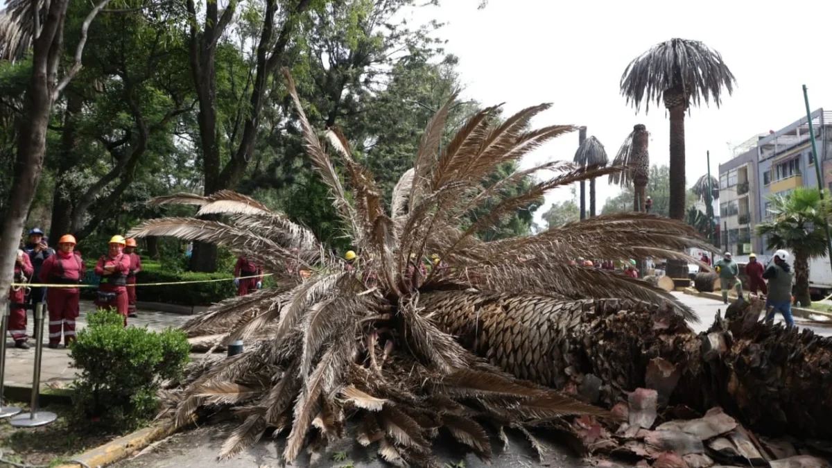 La jefa de Gobierno de la CDMX, Clara Brugada, presenta el Programa de Atención Integral a Palmeras para cuidar y renovar el arbolado urbano.