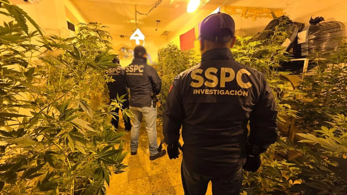 Aseguran inmuebles con marihuana en la CDMX
