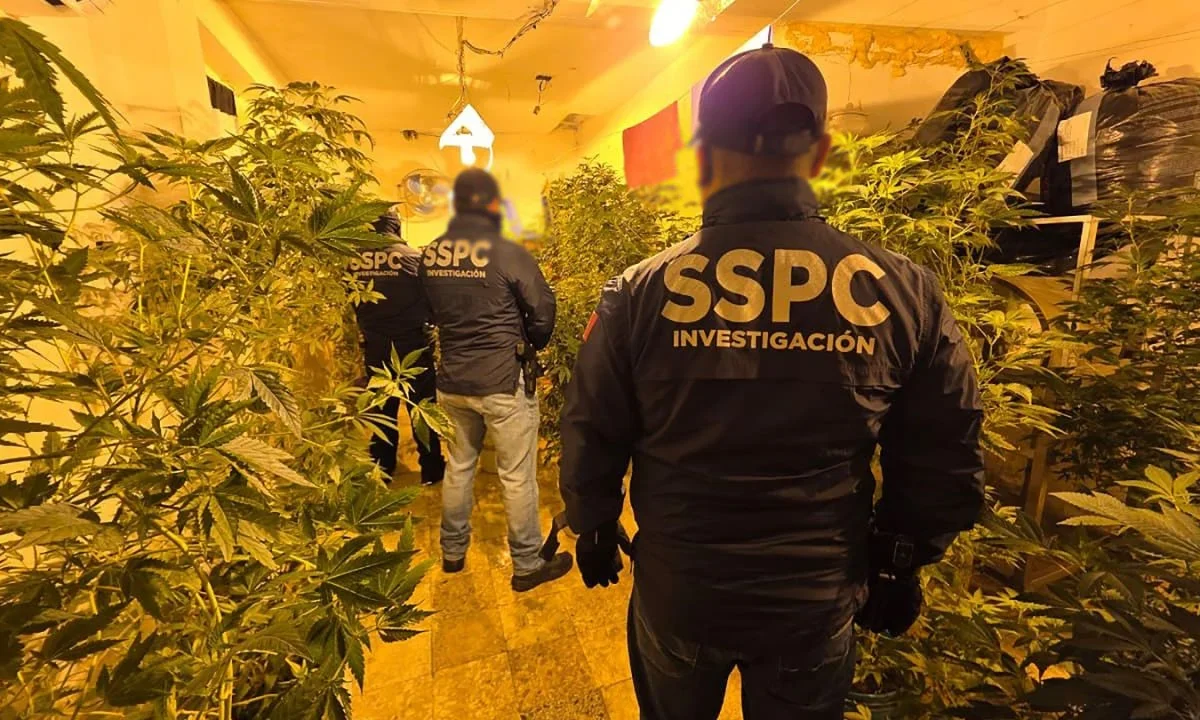 Aseguran inmuebles con marihuana en la CDMX
