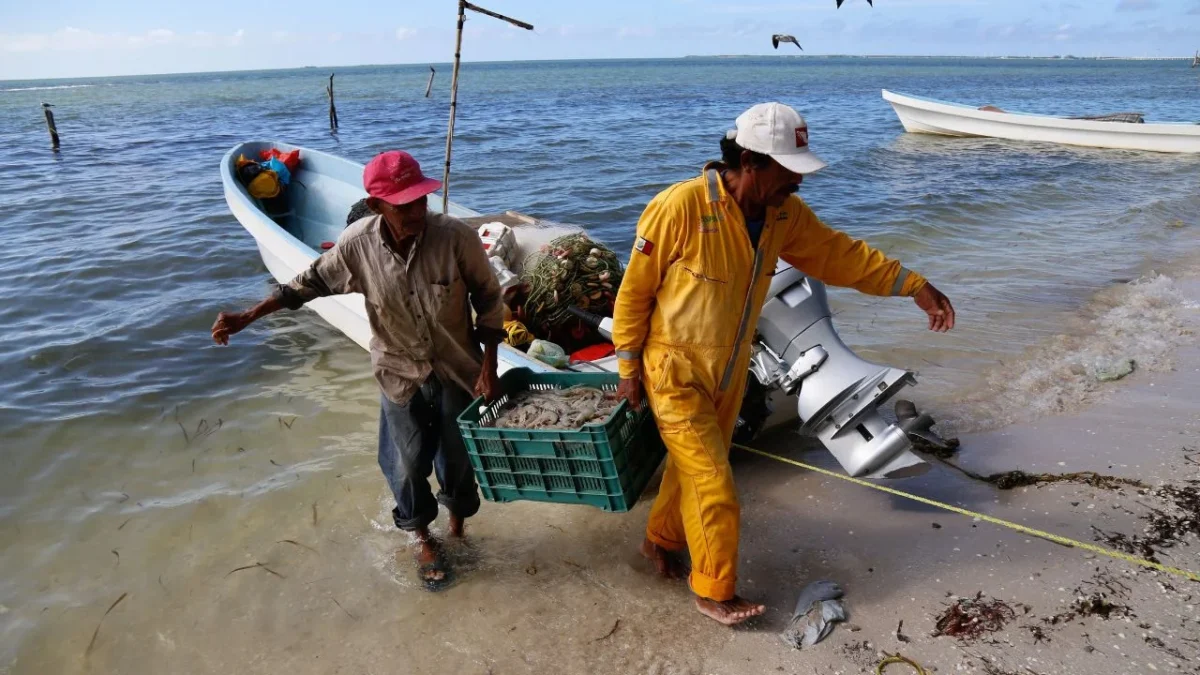 Conapesca extiende la veda de camarón en Campeche, Tabasco, y Quintana Roo