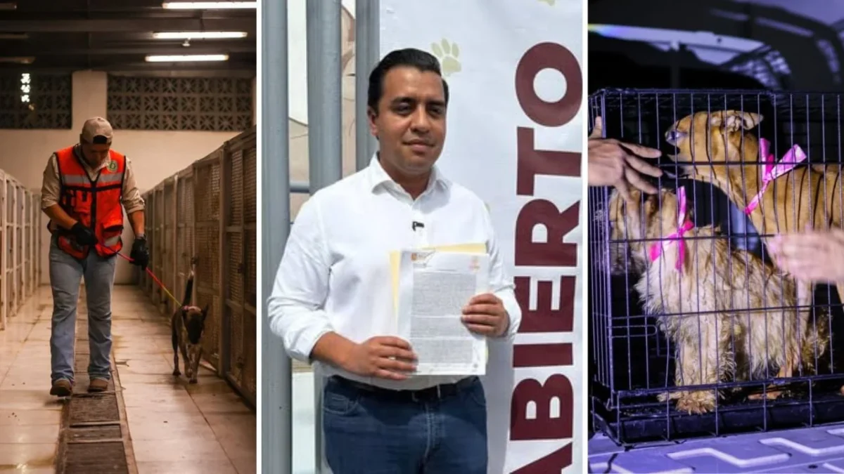 Luego de señalamientos de un presunto sacrificio de 70 animales en un refugio, el alcalde de Santa Catarina afirmó que ‘están vivos’.
