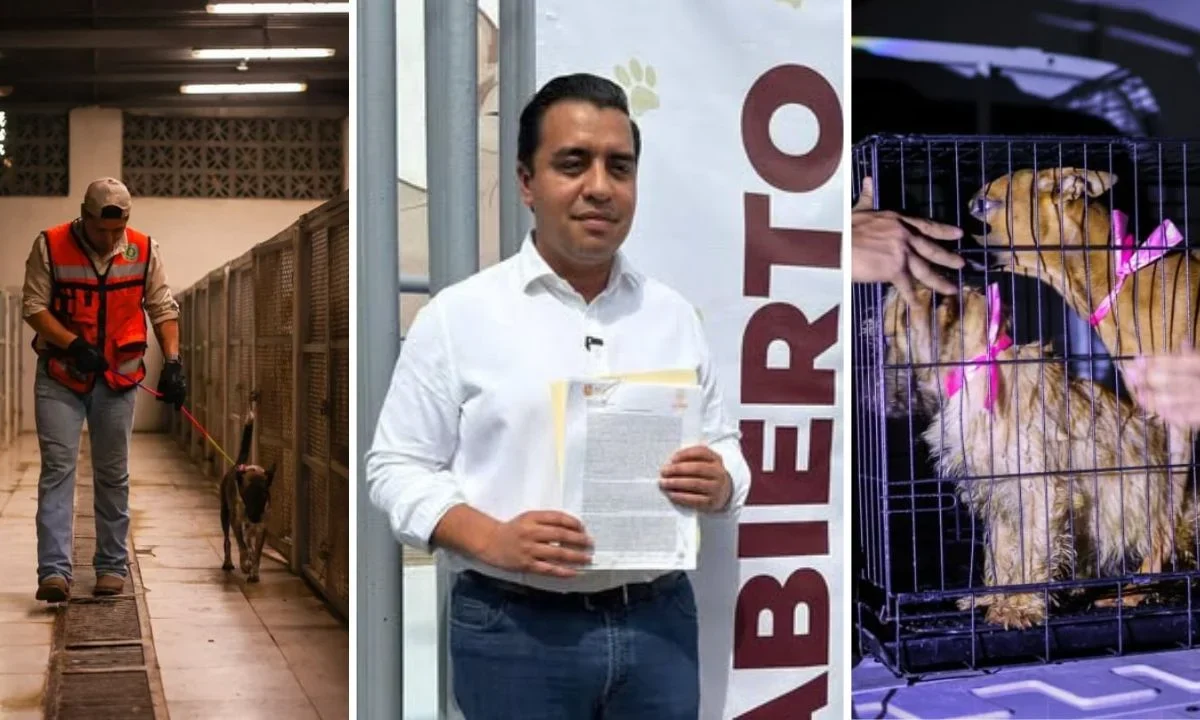 Luego de señalamientos de un presunto sacrificio de 70 animales en un refugio, el alcalde de Santa Catarina afirmó que ‘están vivos’.