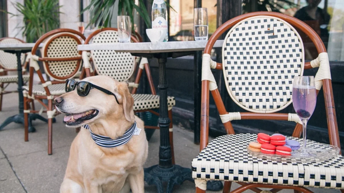 Los establecimientos pet friendly en México deben garantizar higiene, seguridad y bienestar animal para evitar multas y mejorar la experiencia del cliente.