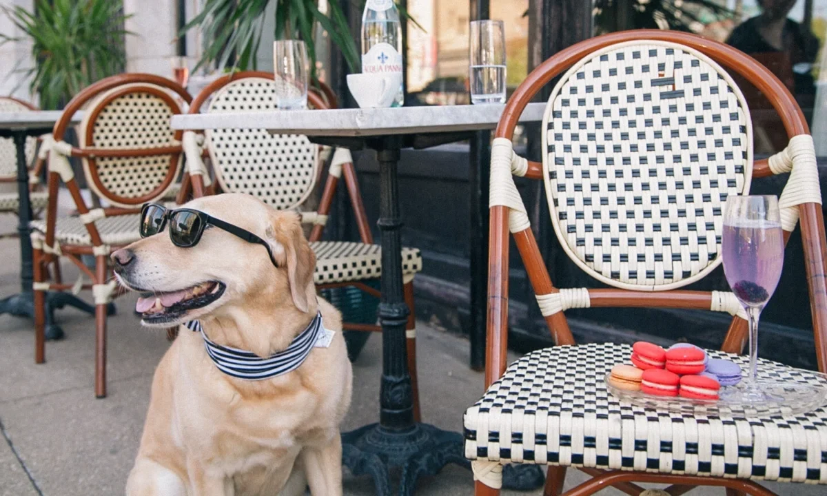 Los establecimientos pet friendly en México deben garantizar higiene, seguridad y bienestar animal para evitar multas y mejorar la experiencia del cliente.