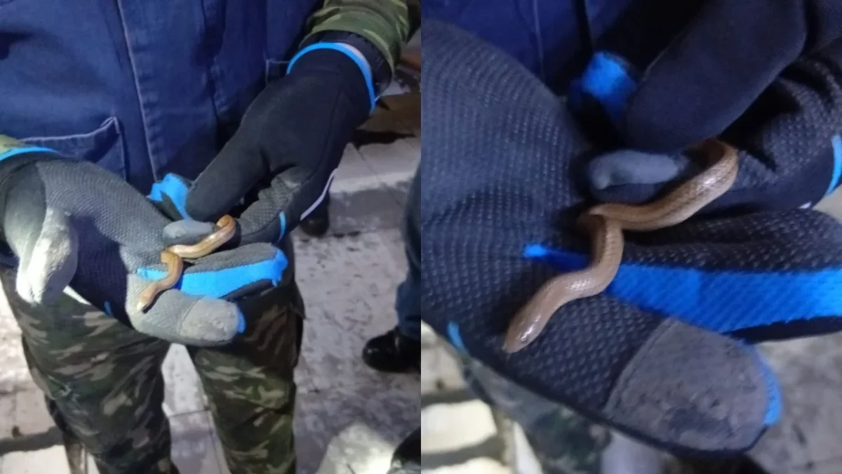 Personal del Metro rescató a una serpiente hallada en una bolsa dejada en la Línea B.