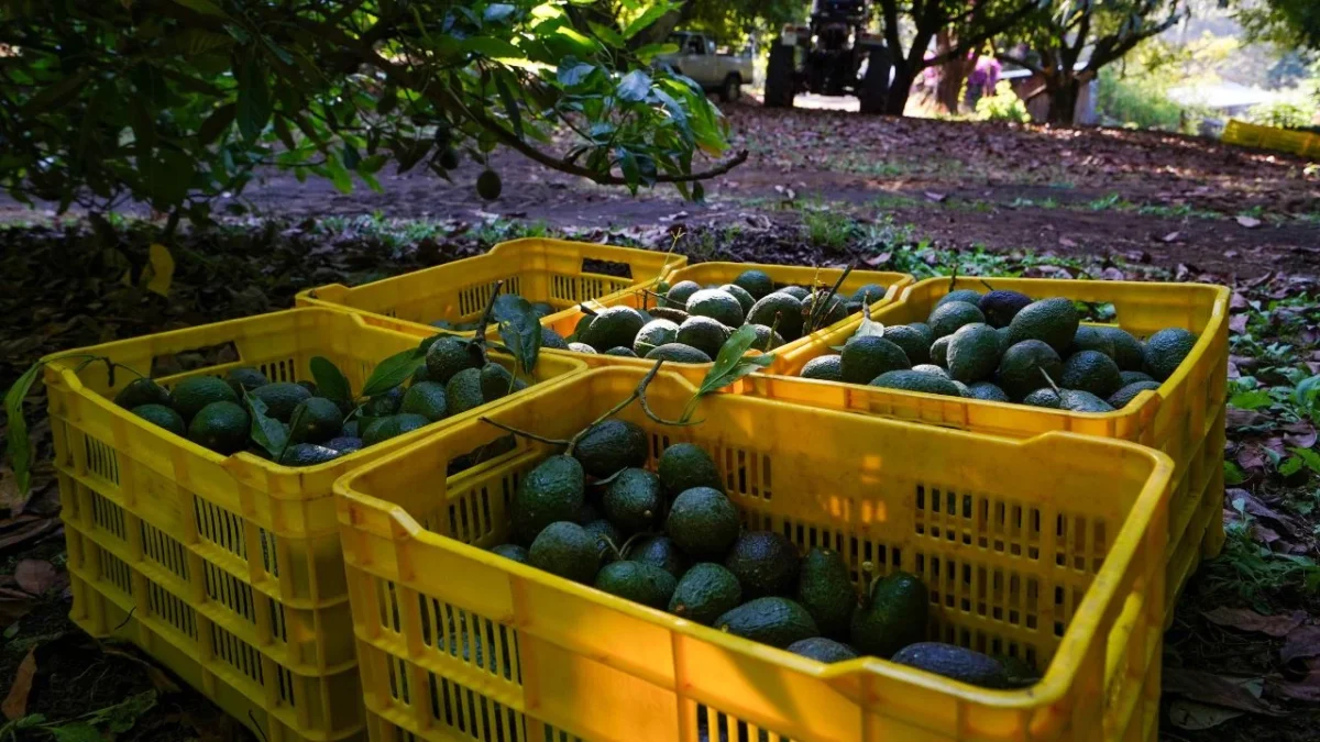 Aguacates, Inflación