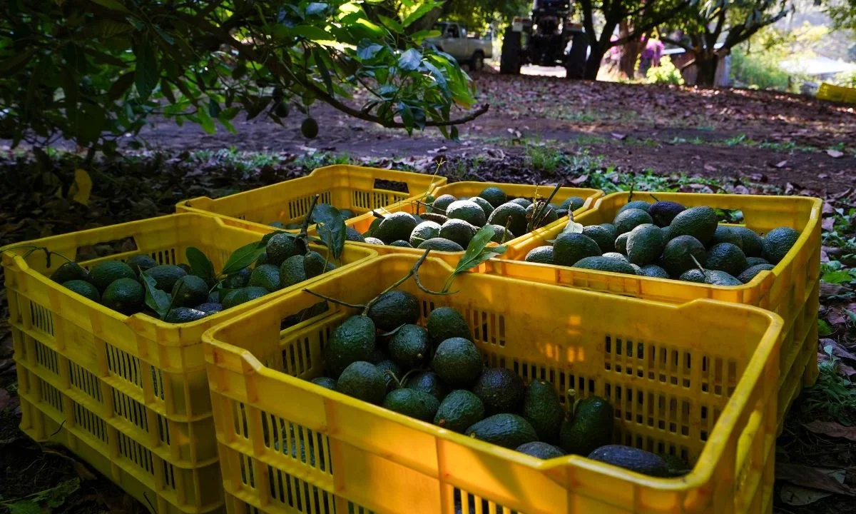 Aguacates, Inflación