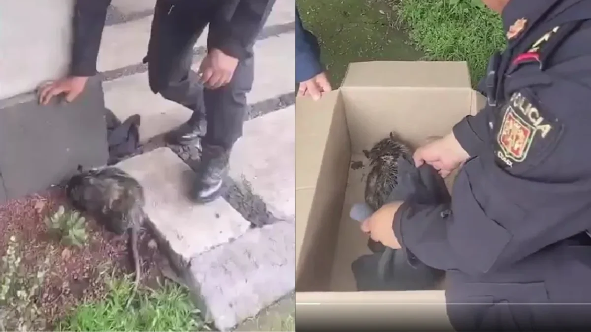 Elementos de la Brigada de Vigilancia Animal, de la SSC, rescataron a un tlacuache herido en calles de la alcaldía Álvaro Obregón.
