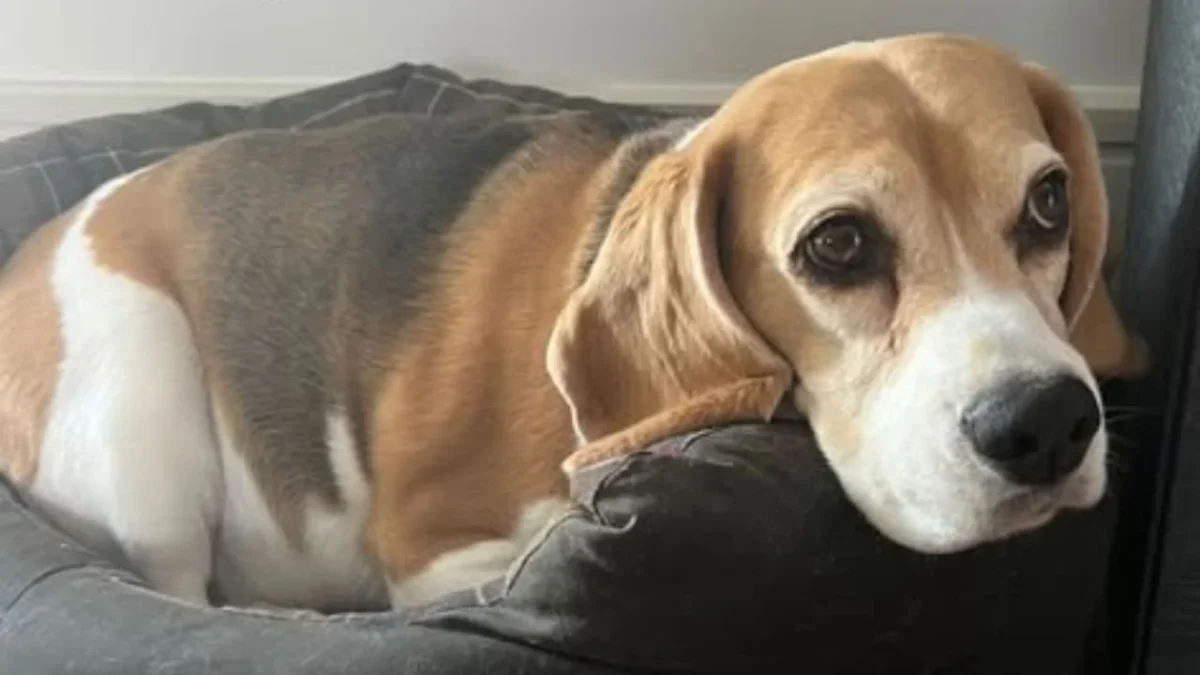 Ramsey y su familia instan a seguir difundido la alerta de Halo, su perrita desaparecida con el propósito de tenerla de vuelta