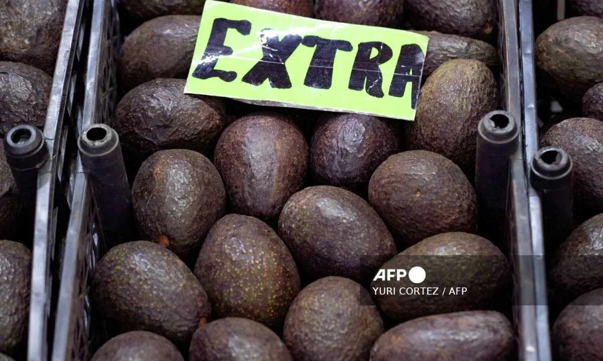 Agricultura descarta existencia de barrenador en aguacate mexicano