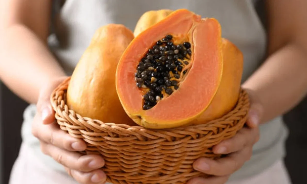 Las principales variedades de papaya son maradol, amameyada, roja y amarilla, entre otras.