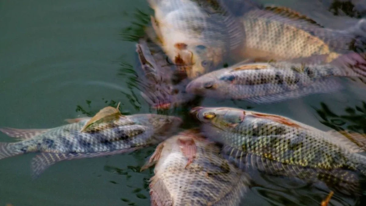 Conapesca capacita a 600 mujeres para producción de tilapia