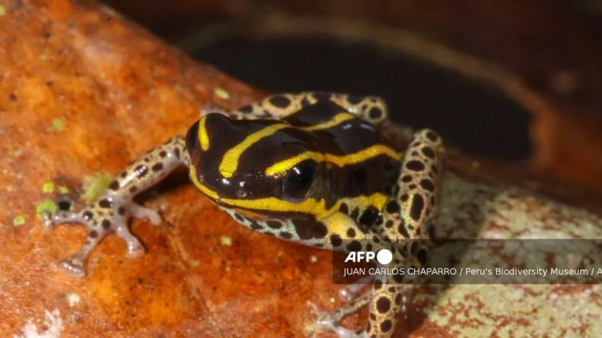 Descubren nueva especie de rana venenosa en Amazonas peruana