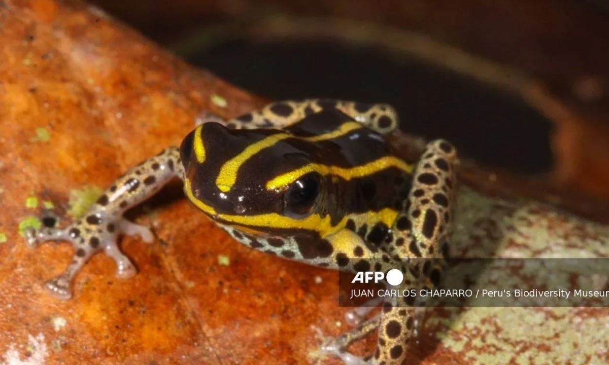 Descubren nueva especie de rana venenosa en Amazonas peruana