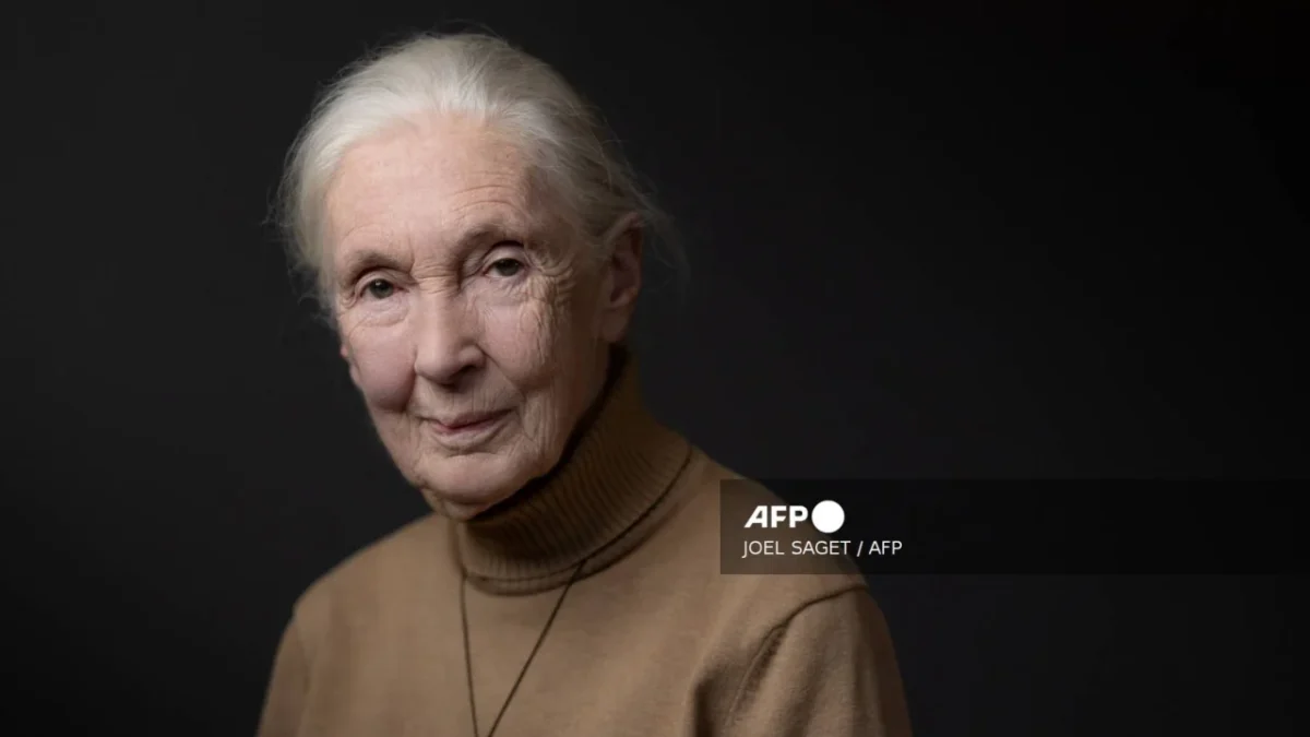 Jane Goodall dedicó su vida al estudio de los chimpancés y a la conservación ambiental a nivel global.