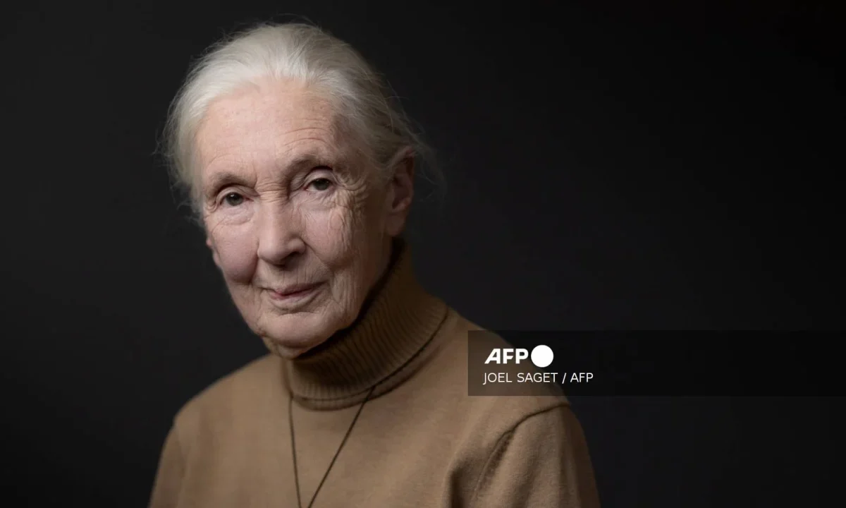 Jane Goodall dedicó su vida al estudio de los chimpancés y a la conservación ambiental a nivel global.