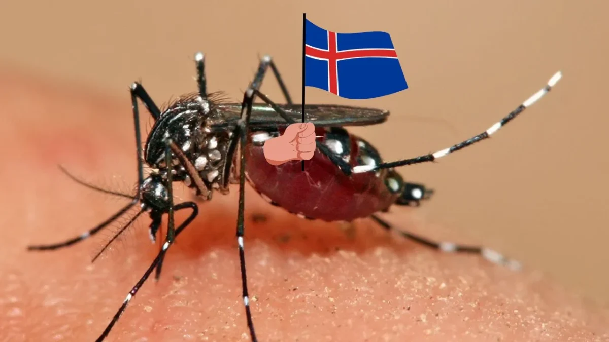 Por primera vez detectan mosquitos en Islandia, posible efecto del Calentamiento Global