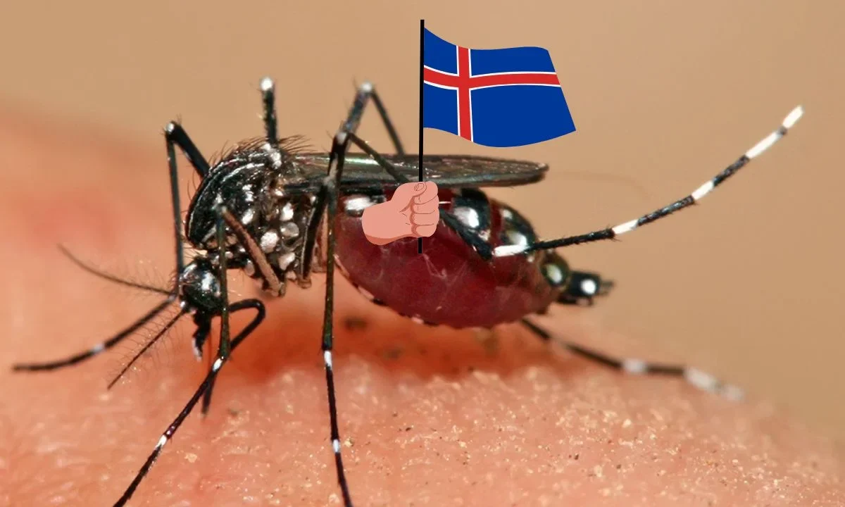 Por primera vez detectan mosquitos en Islandia, posible efecto del Calentamiento Global