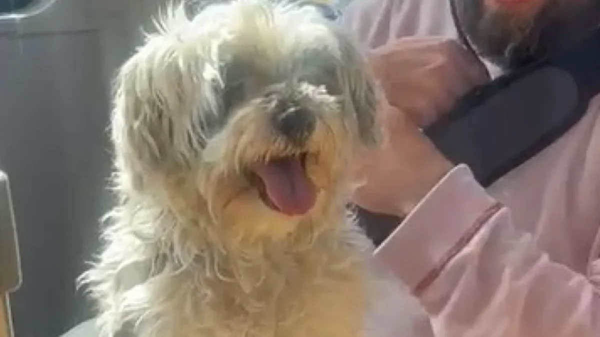 Qrobús se vuelve 'pet friendly' como el Metrobús de la CDMX