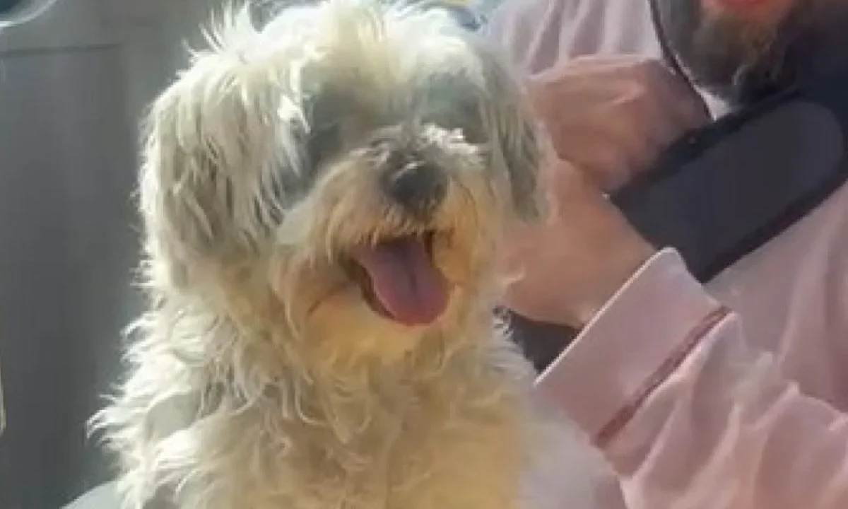 Qrobús se vuelve 'pet friendly' como el Metrobús de la CDMX