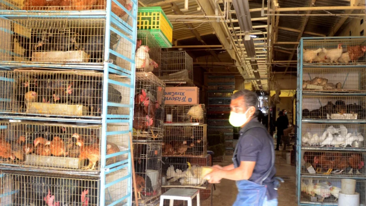 Locales del Mercado de Sonora deberán cambiar de giro comercial antes de 2026 tras la prohibición de venta de animales vivos.