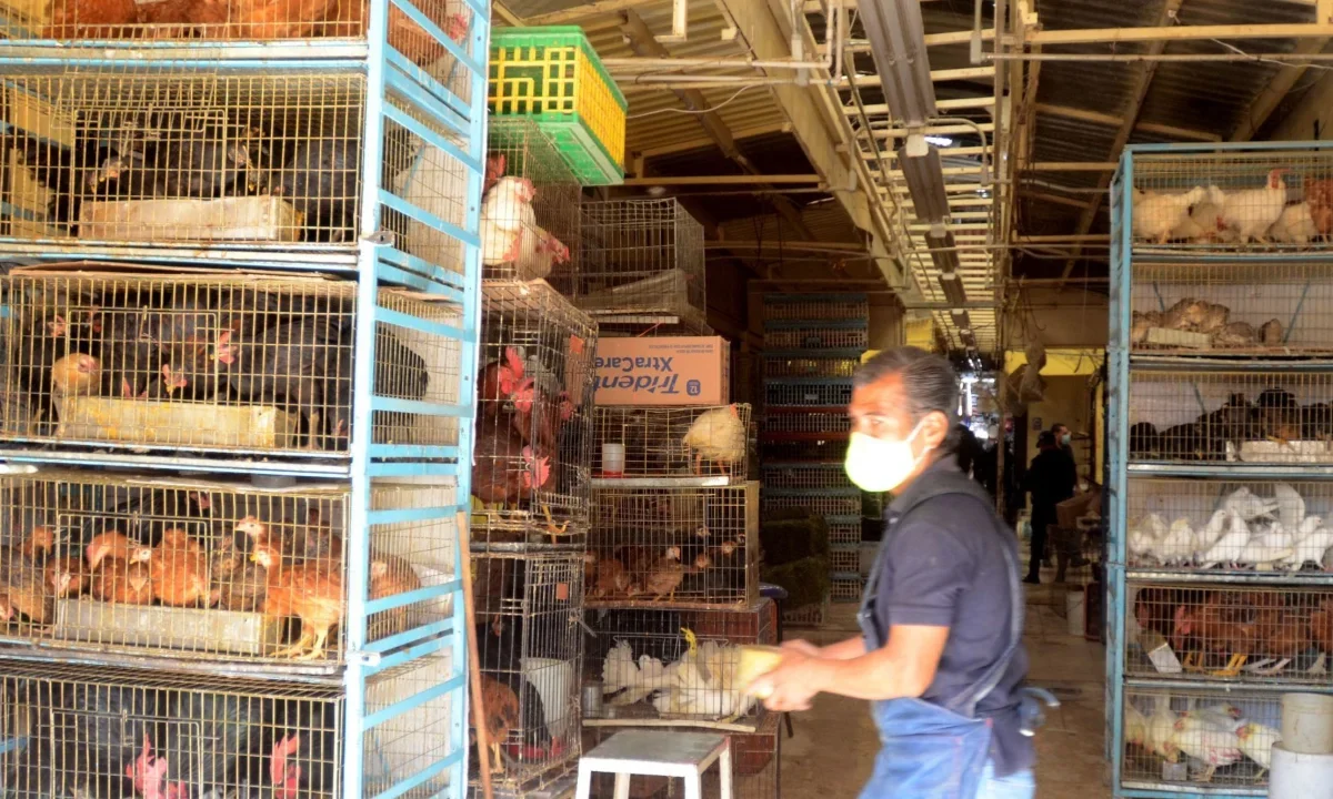 Locales del Mercado de Sonora deberán cambiar de giro comercial antes de 2026 tras la prohibición de venta de animales vivos.
