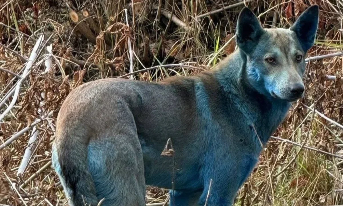 Captan a perros con pelaje azul en las inmediaciones de Chernóbil