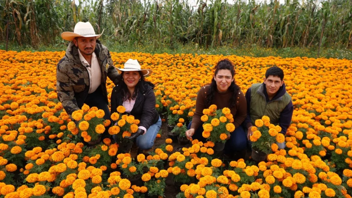 Entre miles de flores de cempasúchil, Ulises, su esposa y sus cinco hijos, compartieron el cariño y vocación con el que trabajan la tierra para la producción de diversos tipos de plantas como nochebuenas y tulipanes.