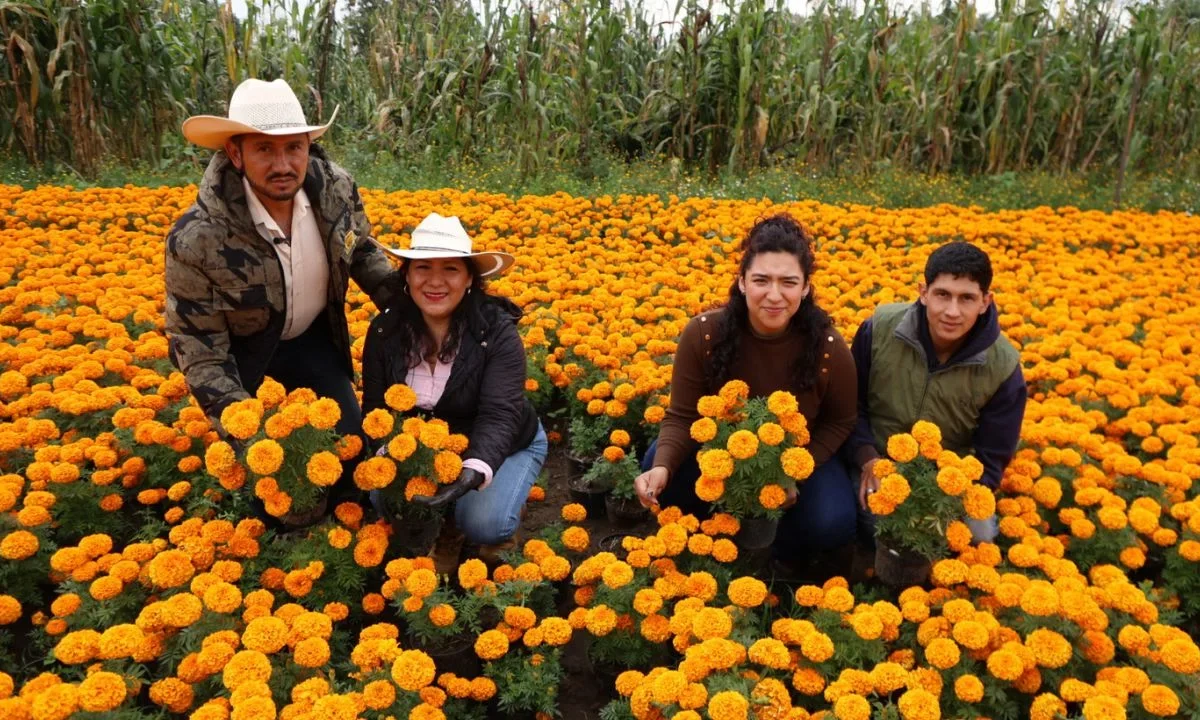 Entre miles de flores de cempasúchil, Ulises, su esposa y sus cinco hijos, compartieron el cariño y vocación con el que trabajan la tierra para la producción de diversos tipos de plantas como nochebuenas y tulipanes.