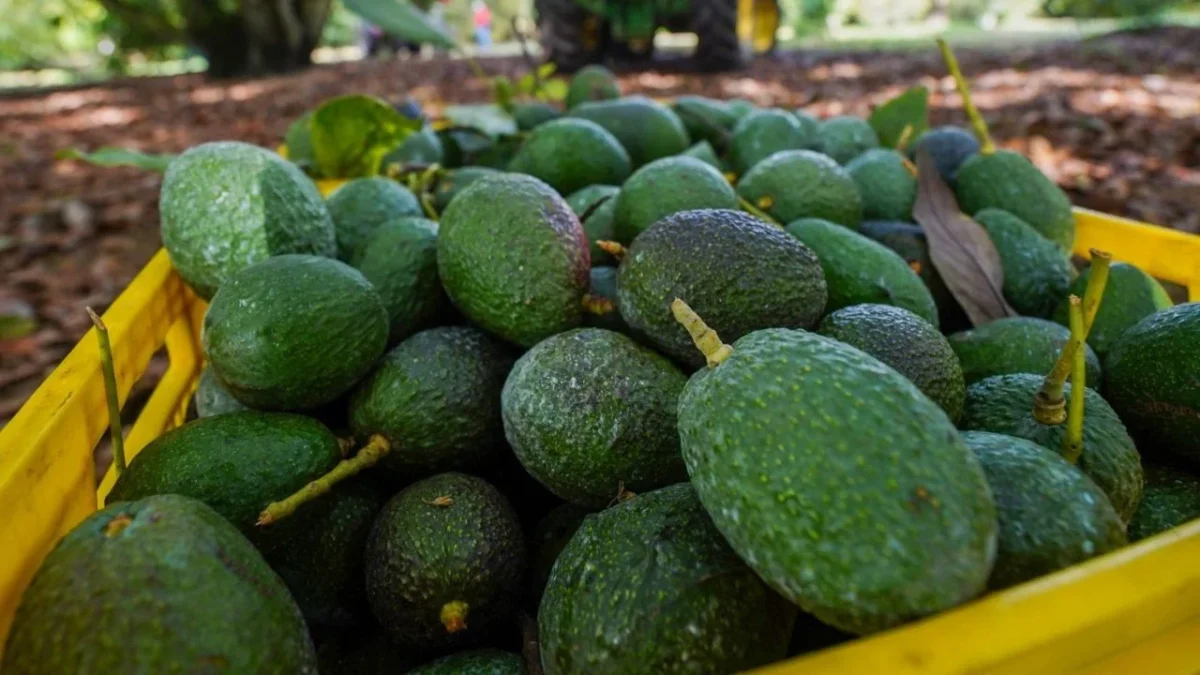 Previo a la revisión del T-MEC, México publicó en el Diario Oficial de la Federación los nuevos lineamientos de exportación de aguacate.