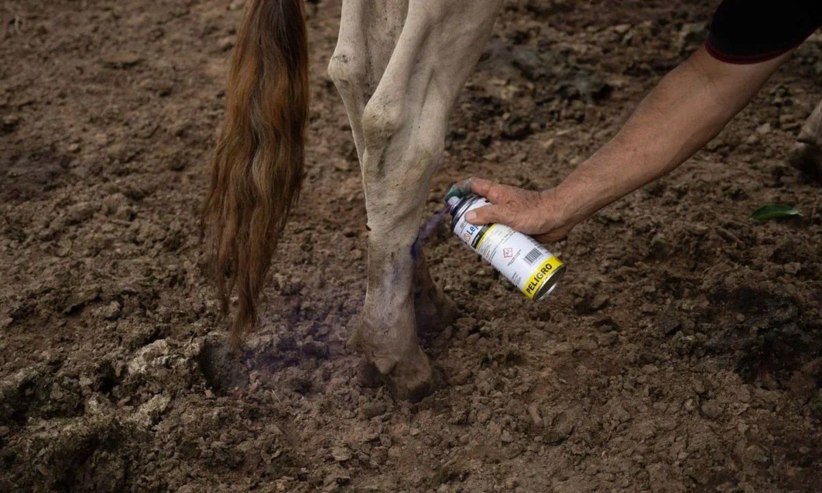 La Secretaria de Agricultura de EU afirmó que detección de nuevo caso de gusano barrenador en Nuevo León, puede tratarse de un caso aislado.