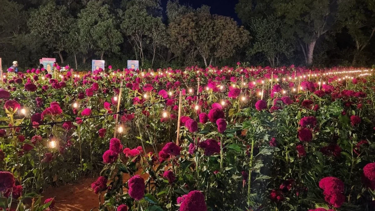 Fitoflor en San Javier Xoxocotlán se ha convertido en un paisaje de único de la temporada de otoño y Día de Muertos en el estado de Oaxaca.