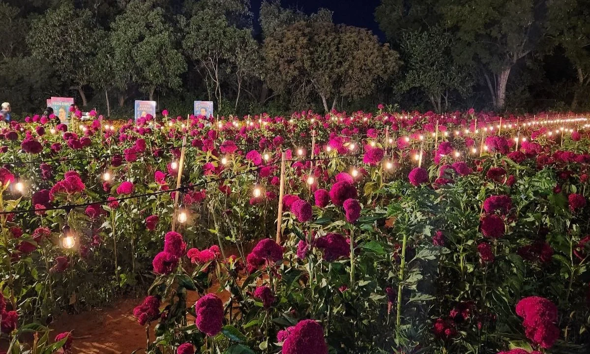 Fitoflor en San Javier Xoxocotlán se ha convertido en un paisaje de único de la temporada de otoño y Día de Muertos en el estado de Oaxaca.