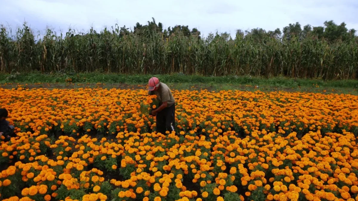 Productores de Xochimilco se dedican a comerciar el cempasúchil para Día de Muertos, pues en otras temporadas trabajan otras variedades.