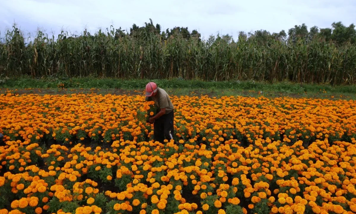 Productores de Xochimilco se dedican a comerciar el cempasúchil para Día de Muertos, pues en otras temporadas trabajan otras variedades.