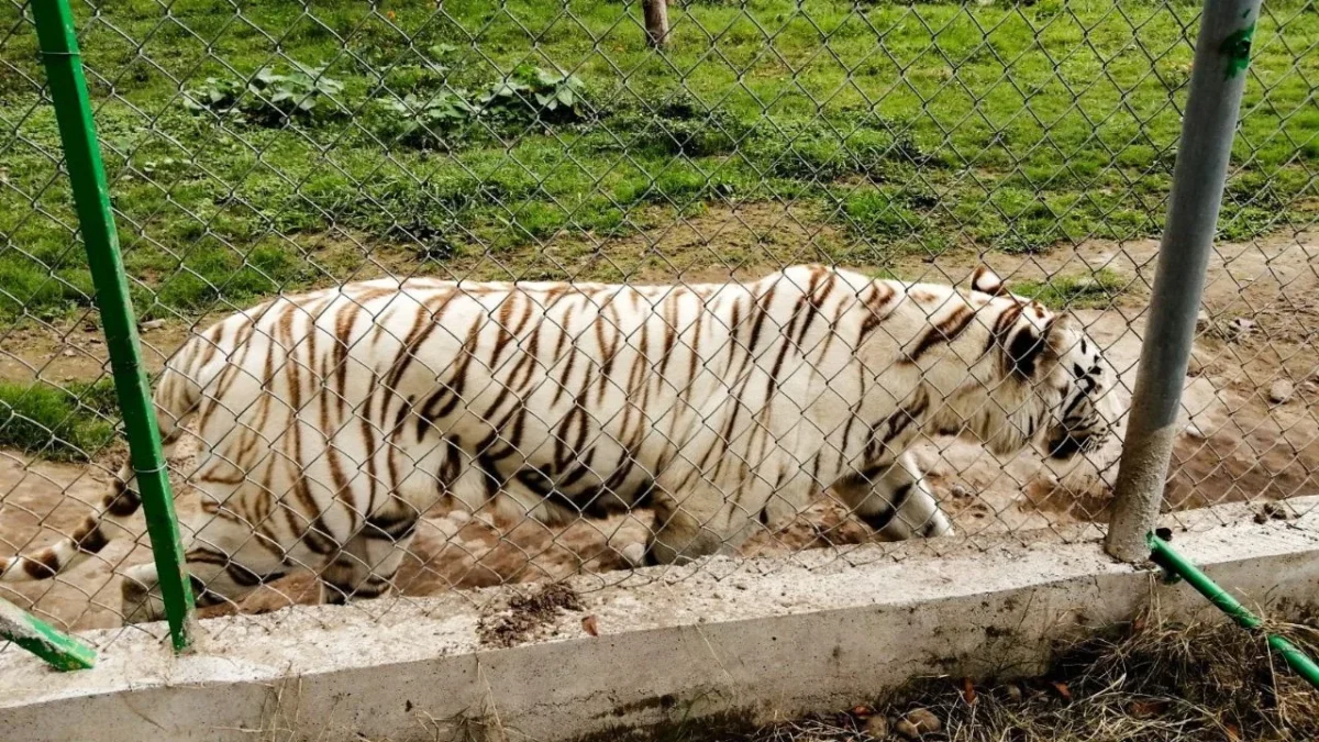 Localizan sin vida al tigre de bengala que escapó de zoológico Animalia