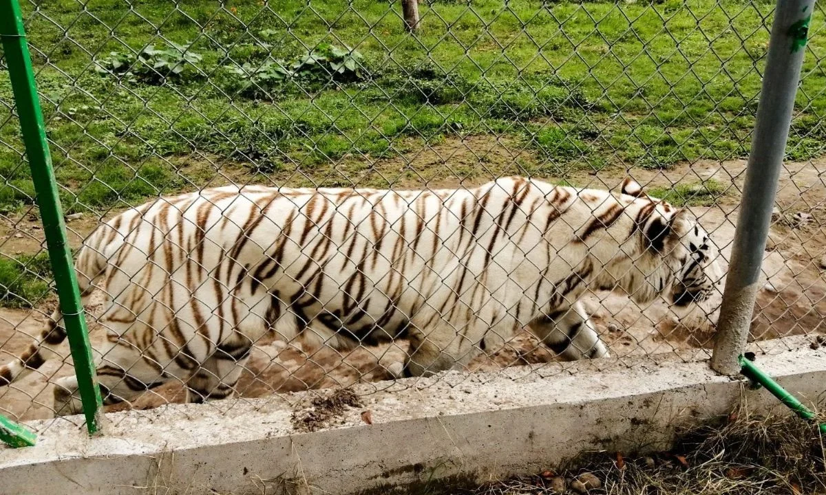 Localizan sin vida al tigre de bengala que escapó de zoológico Animalia