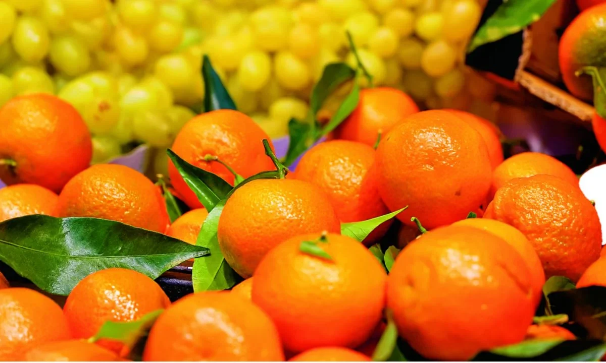 La producción de mandarina de este año en México se estima en los mil 300 millones de pesos, cifra similar a la alcanzada en 2024.