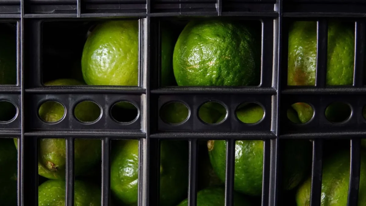 México lidera en cítricos: el kilo de limón se paga a un dólar fuera del país, pero aquí se tienen que entregar dos pesos al crimen.