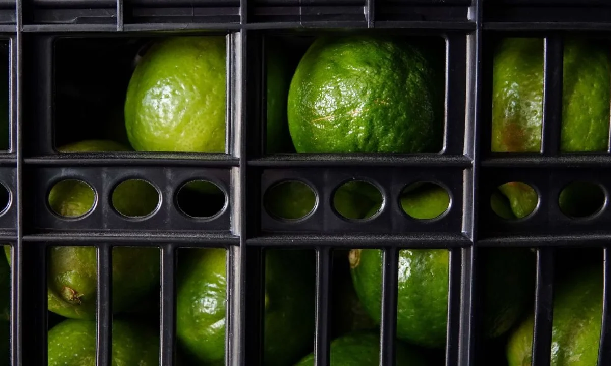 México lidera en cítricos: el kilo de limón se paga a un dólar fuera del país, pero aquí se tienen que entregar dos pesos al crimen.