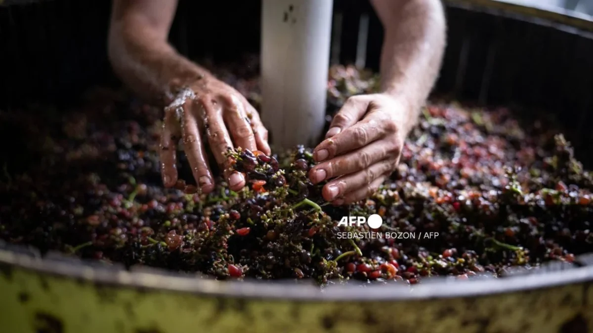 El alza de costos, la caída de la demanda y la competencia de las importaciones obligaron a viticultores de California a abandonar viñedos.