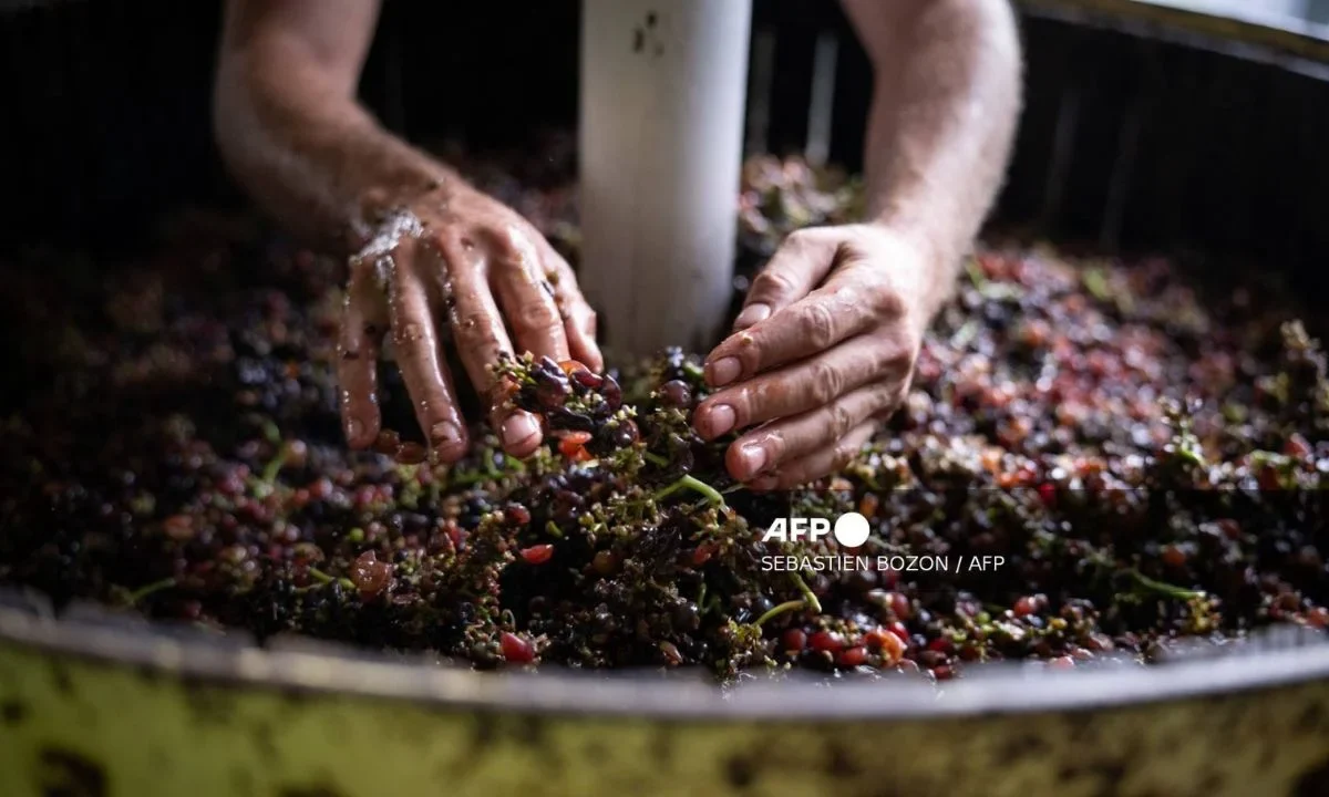 El alza de costos, la caída de la demanda y la competencia de las importaciones obligaron a viticultores de California a abandonar viñedos.