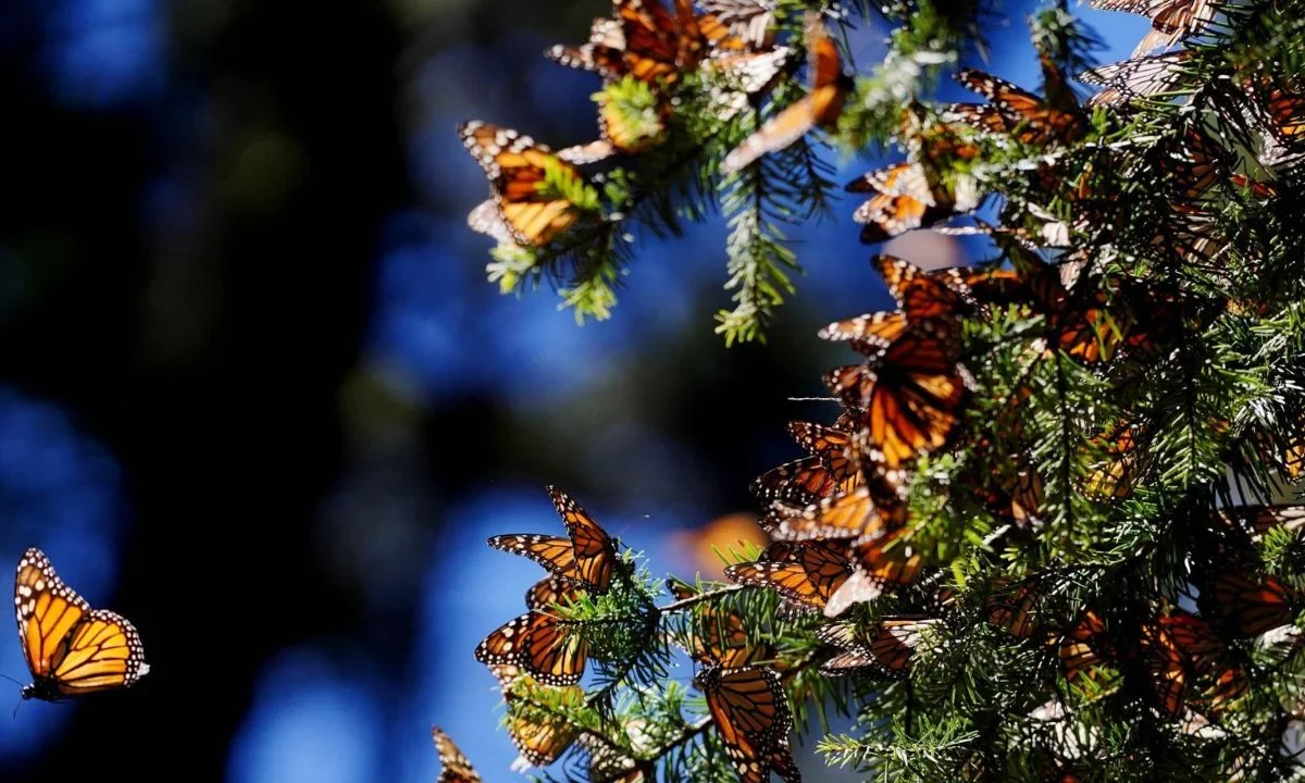 Como cada año, inicia la migración de la mariposa monarca a México