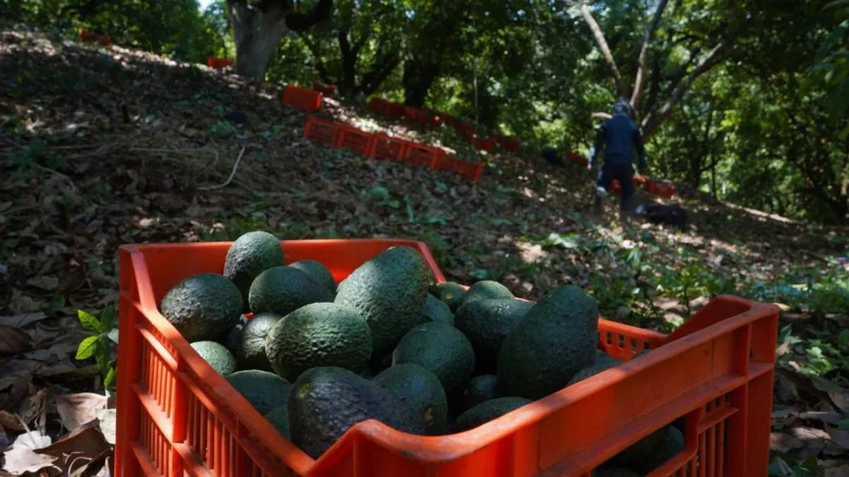 Economía aumentará inversión al desarollo agroindustrial de Michoacán