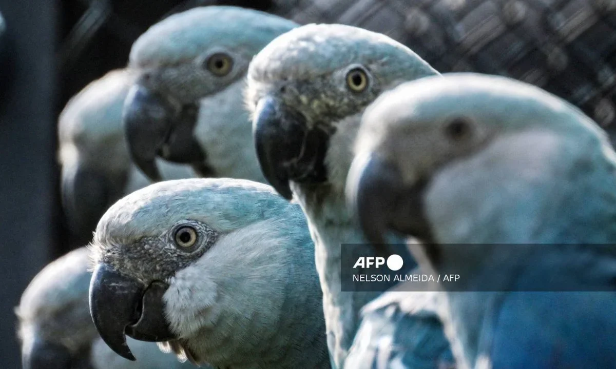 Los guacamayos azules de 'Río' podrían extinguirse por virus sin cura