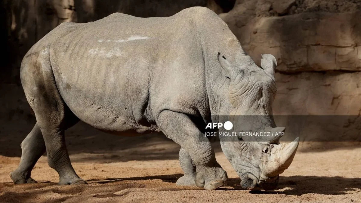 Nace un rinoceronte blanco en zoológico español, especie en peligro de extinción