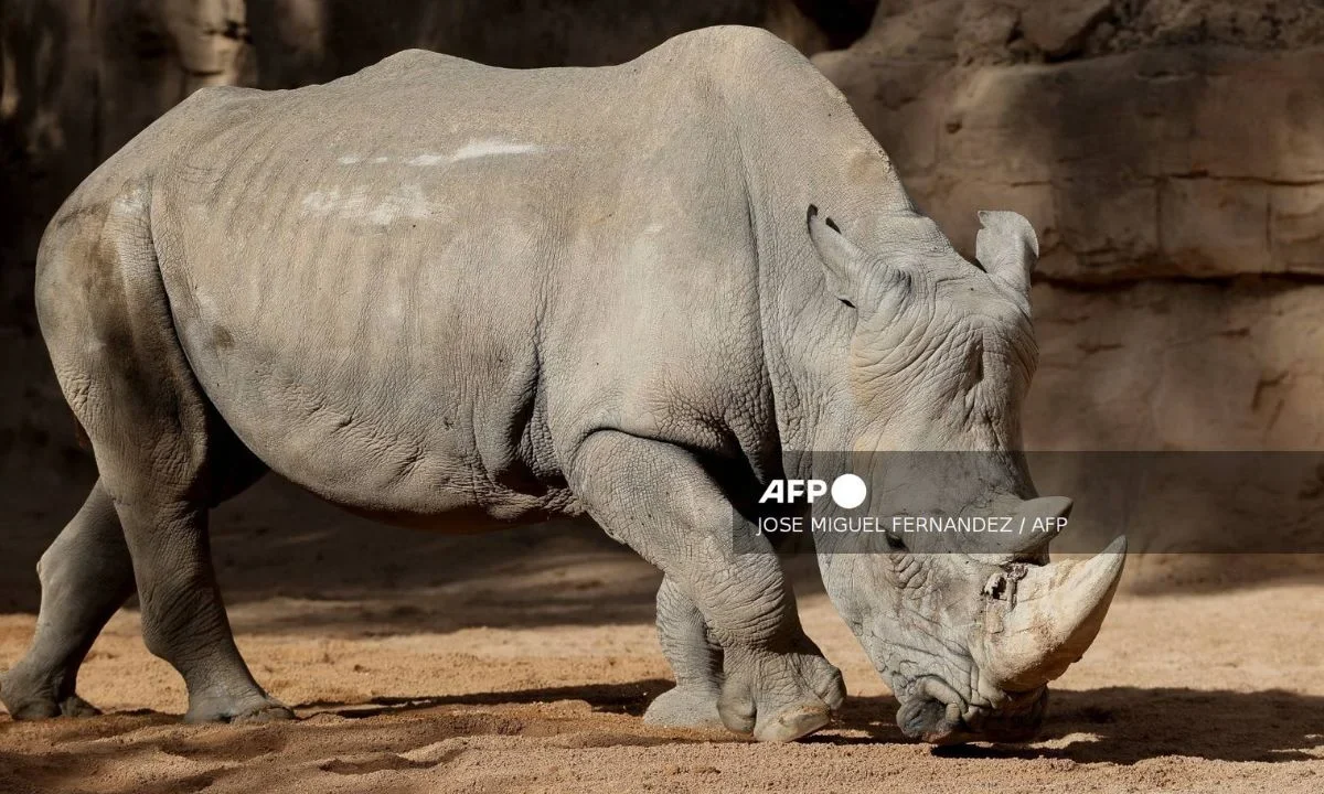 Nace un rinoceronte blanco en zoológico español, especie en peligro de extinción
