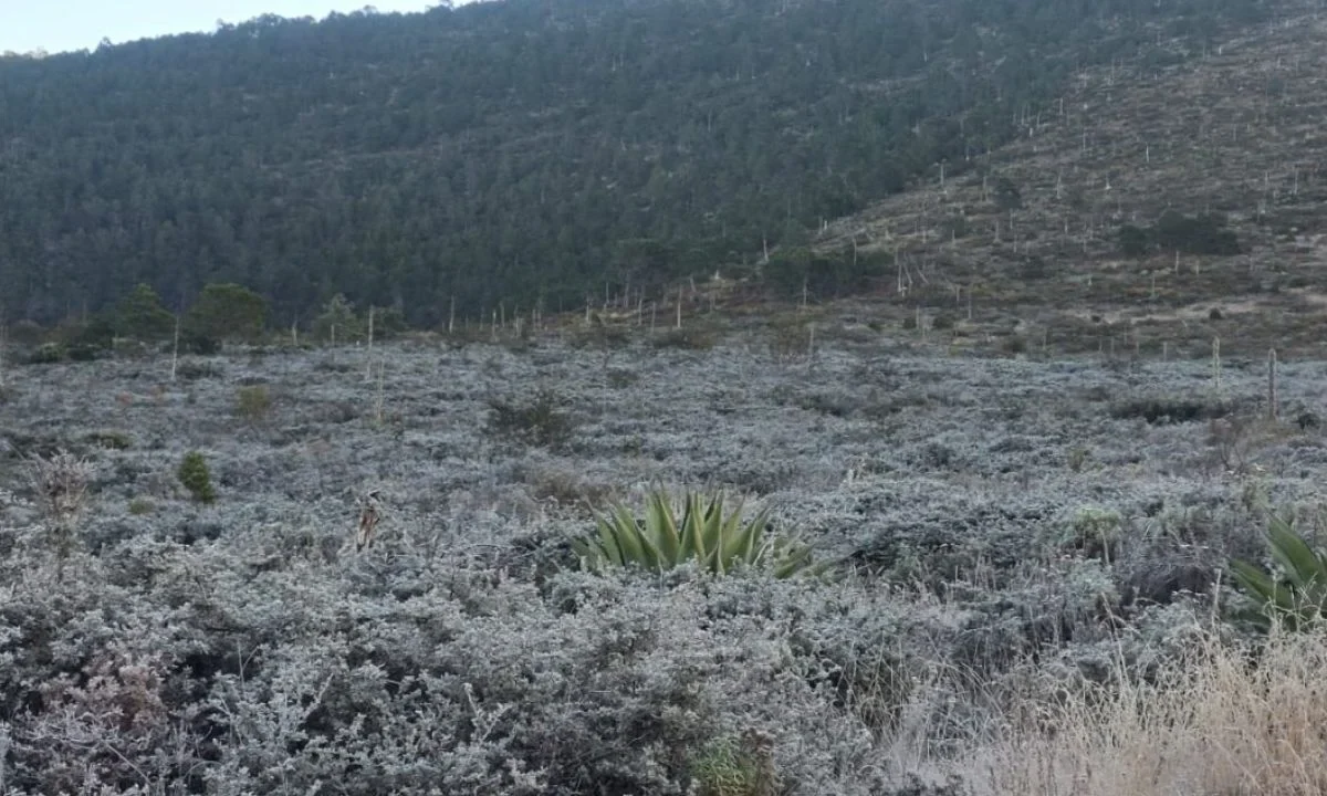 Por Frente Frío 13, llega primera nevada a Nuevo León